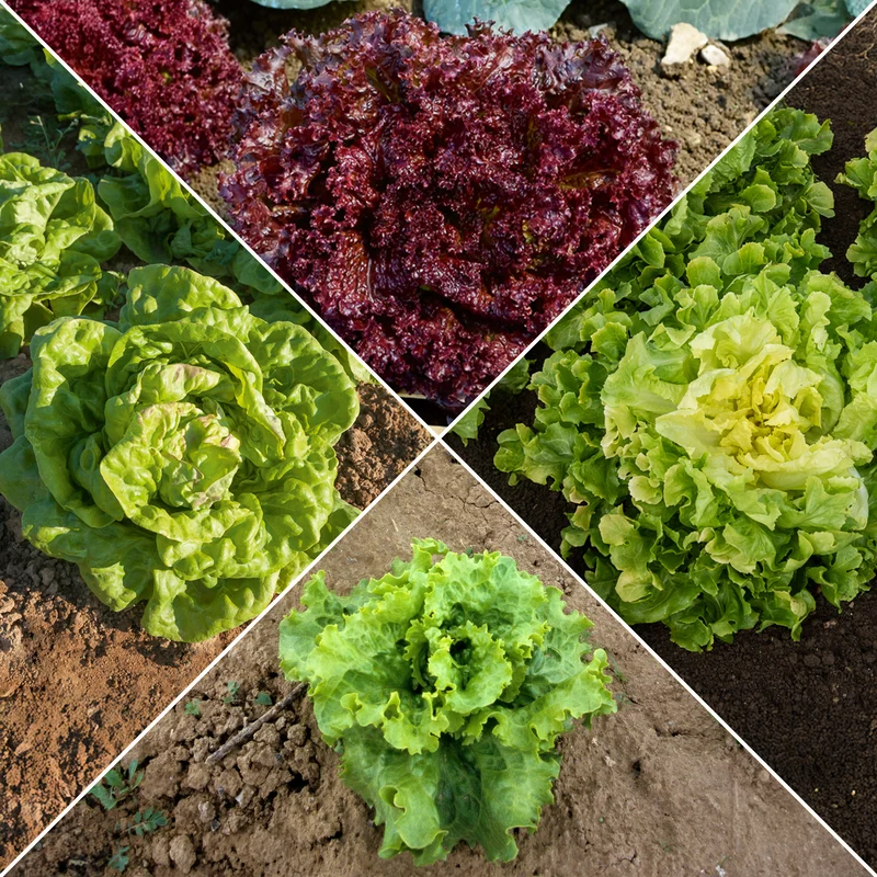 Salat-Kollektion ‘7 Monate’