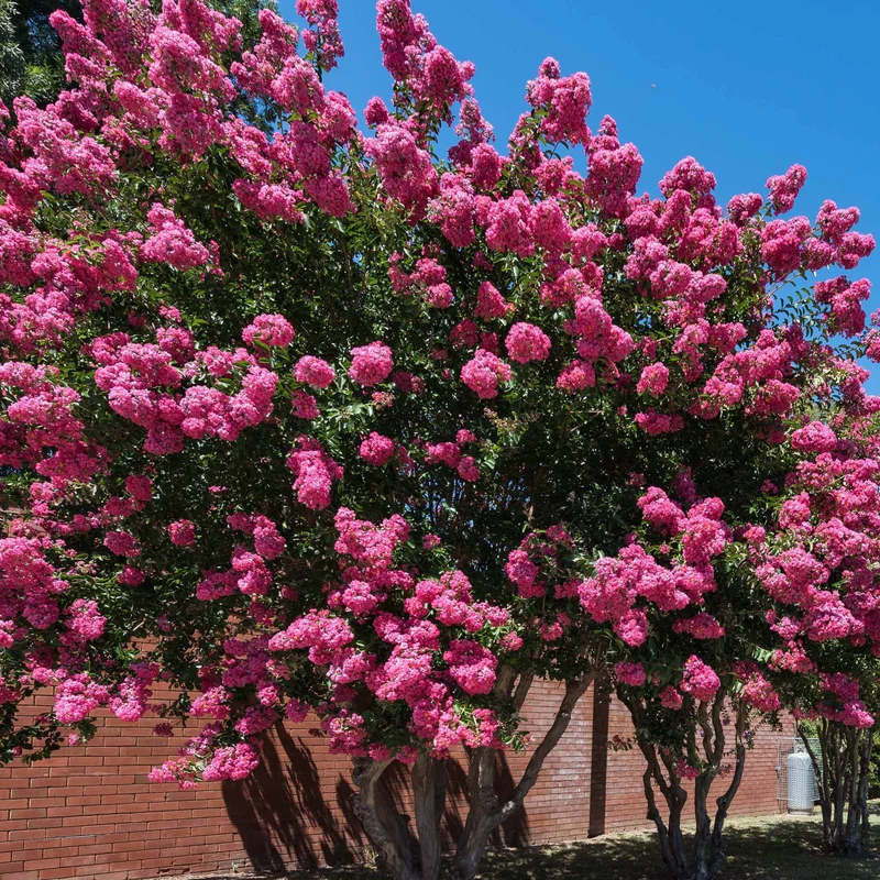 Kräuselmyrte ‘Turenne’ rosa