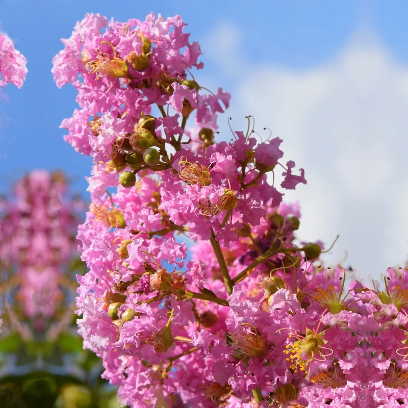Kräuselmyrte ‘Turenne’ rosa