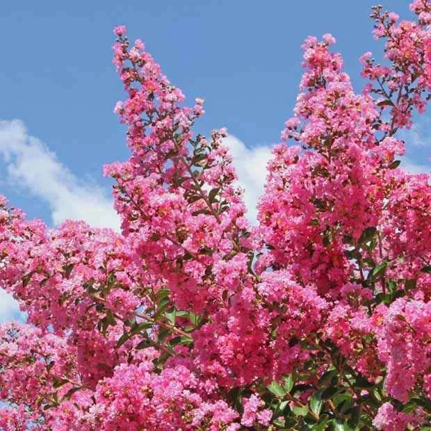 Kräuselmyrte ‘Turenne’ rosa