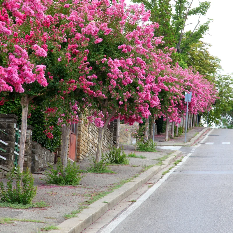 Kräuselmyrte ‘Turenne’ rosa