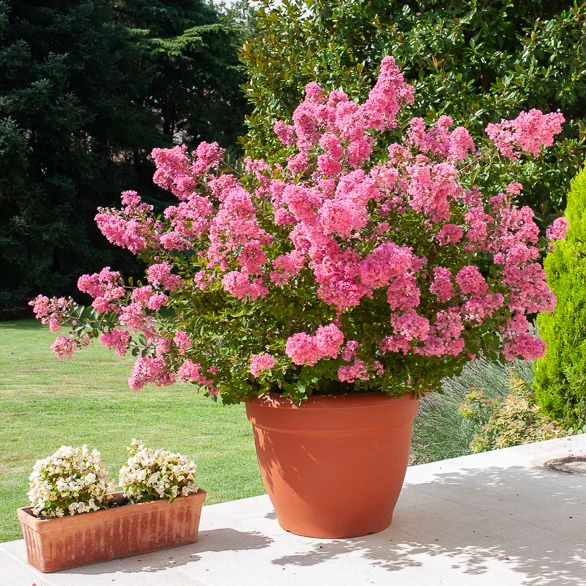 Kräuselmyrte ‘Turenne’ rosa