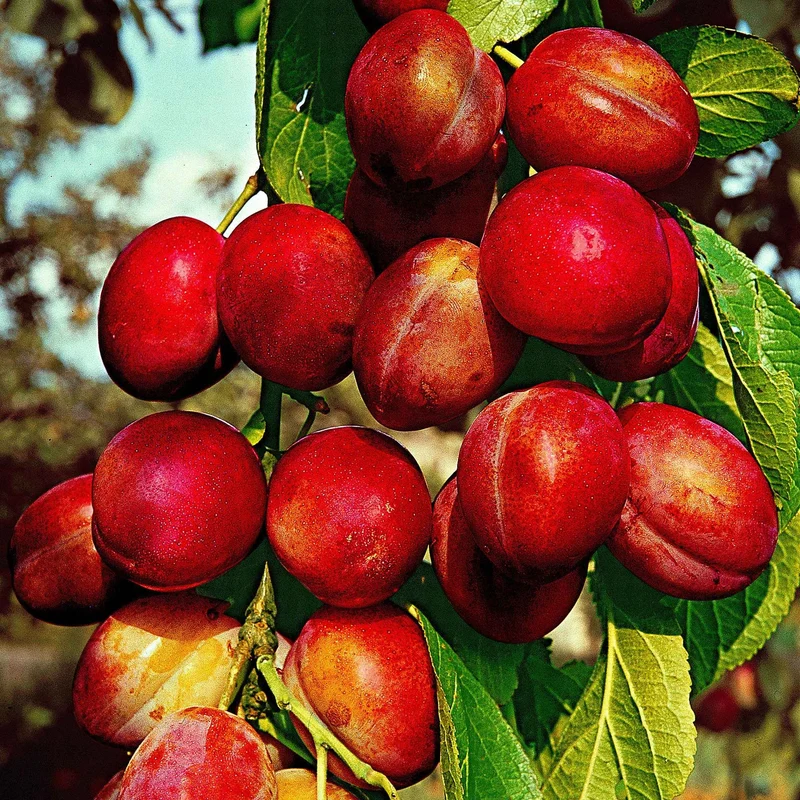 Pflaume 'Reine Victoria'
