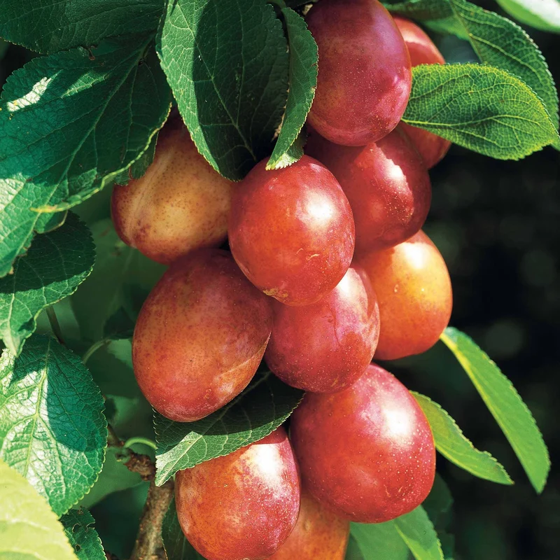 Pflaume 'Reine Victoria'