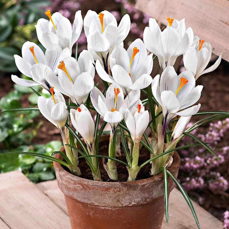 Krokusse ‘Jeanne d’Arc’ (x15)