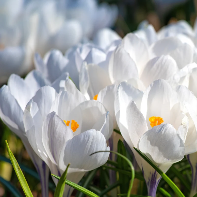 Krokusse ‘Jeanne d’Arc’ (x15)
