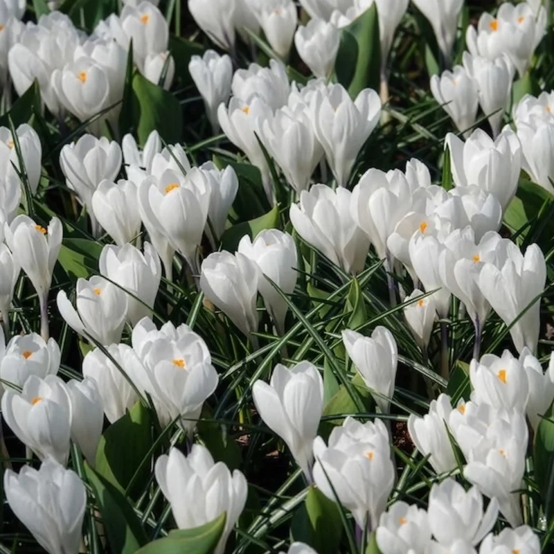 Krokusse ‘Jeanne d’Arc’ (x15)