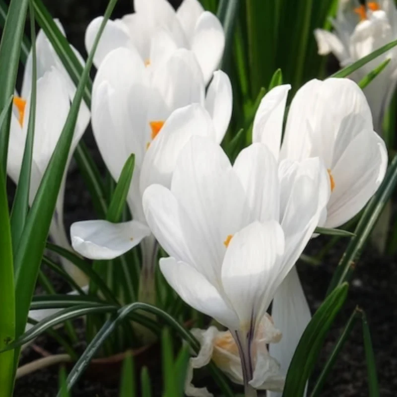 Krokusse ‘Jeanne d’Arc’ (x15)