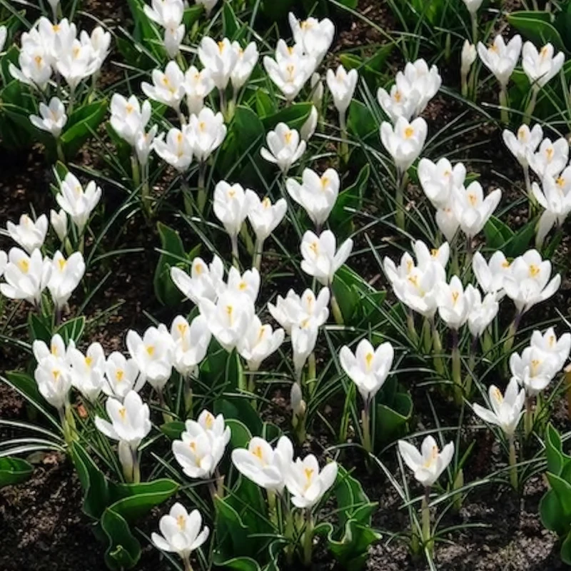 Krokusse ‘Jeanne d’Arc’ (x15)
