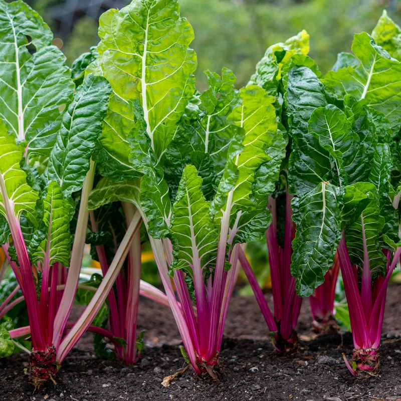 Rhabarber Mangold Rhubarb Chard