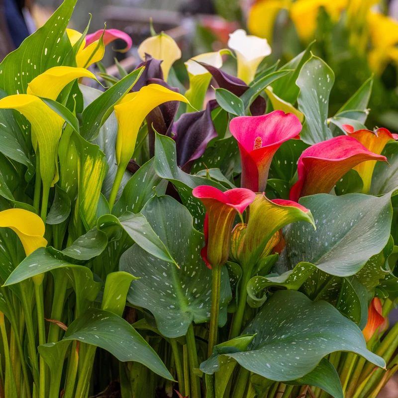 Calla Mischung (rosa + gelb + purpur) (x3)