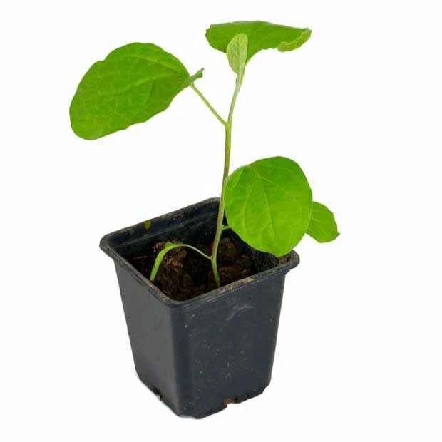 Aubergine ‘Rania’ Pflanzen (x3)