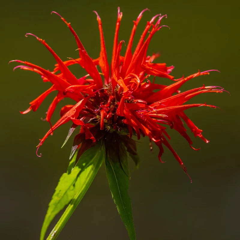 Monarden Feuerball (x2)