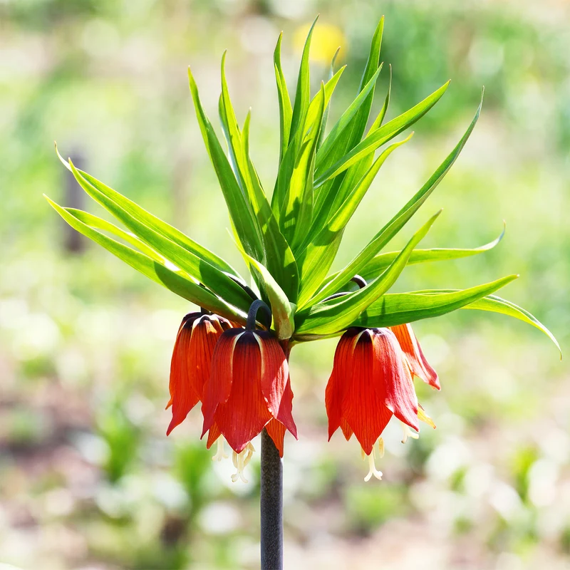 Kaiserkrone rot