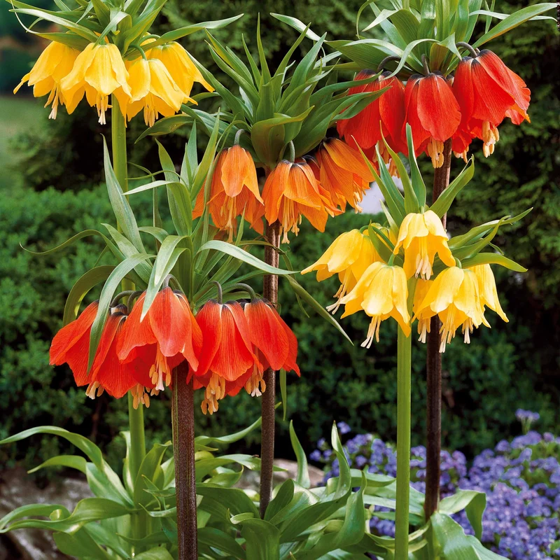Kaiserkrone rot