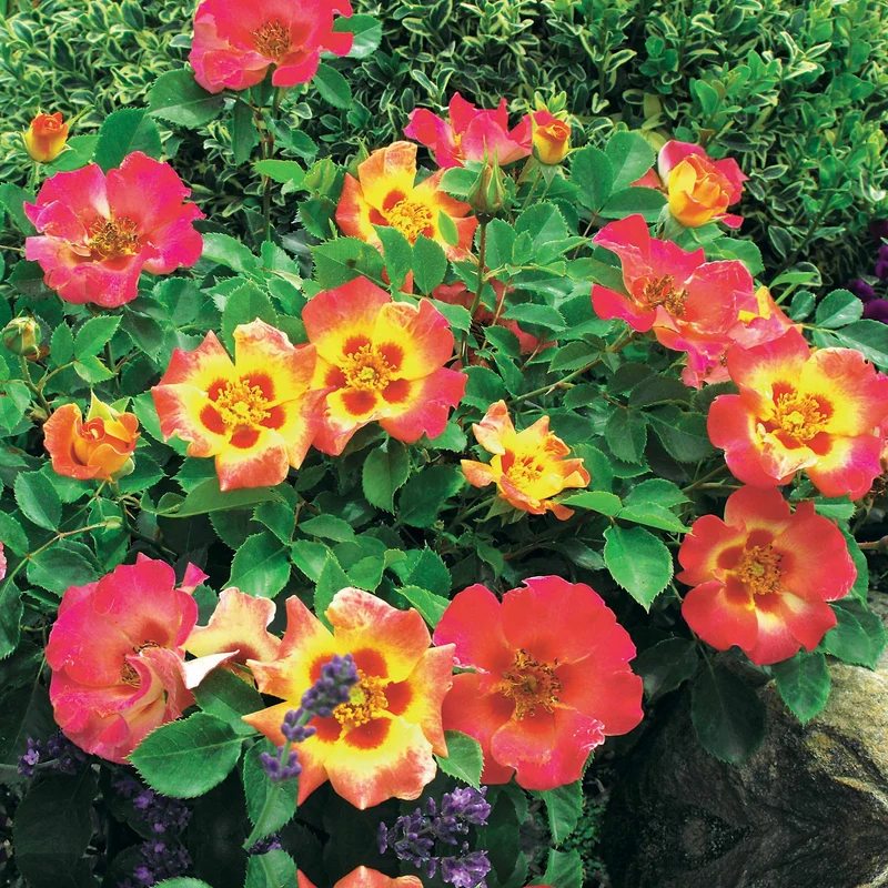 Rose Babylon Eyes ® Sunshine Intereybabnus VOC