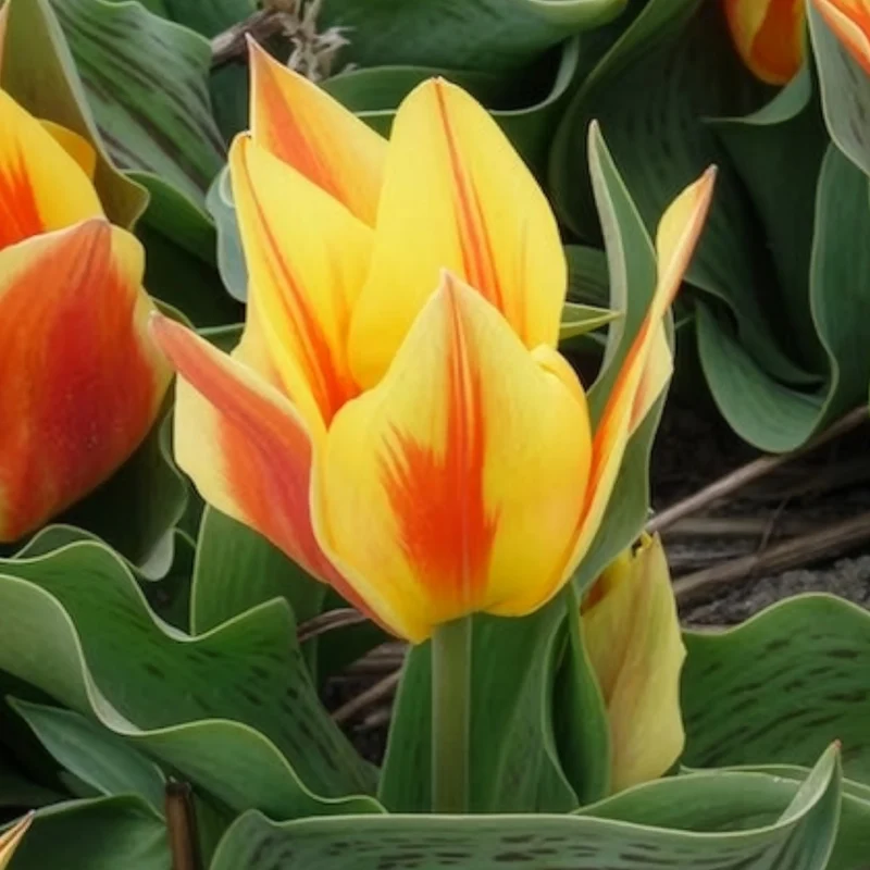 Tulpen Winnipeg (x10)