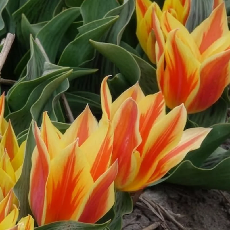 Tulpen Winnipeg (x10)