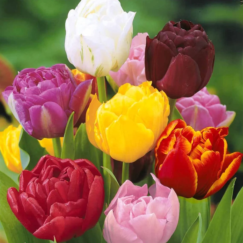 Pfingstrose Tulpen Mischung (x20)