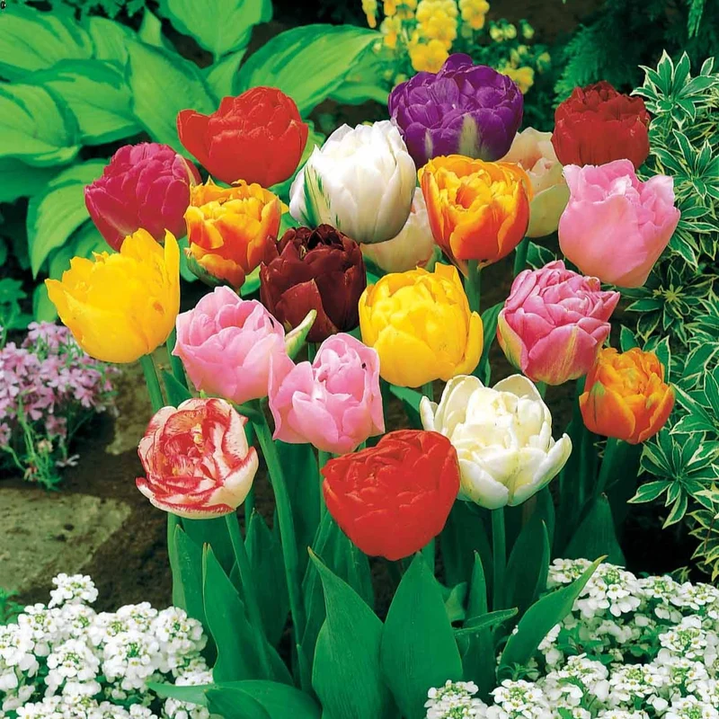 Pfingstrose Tulpen Mischung (x20)