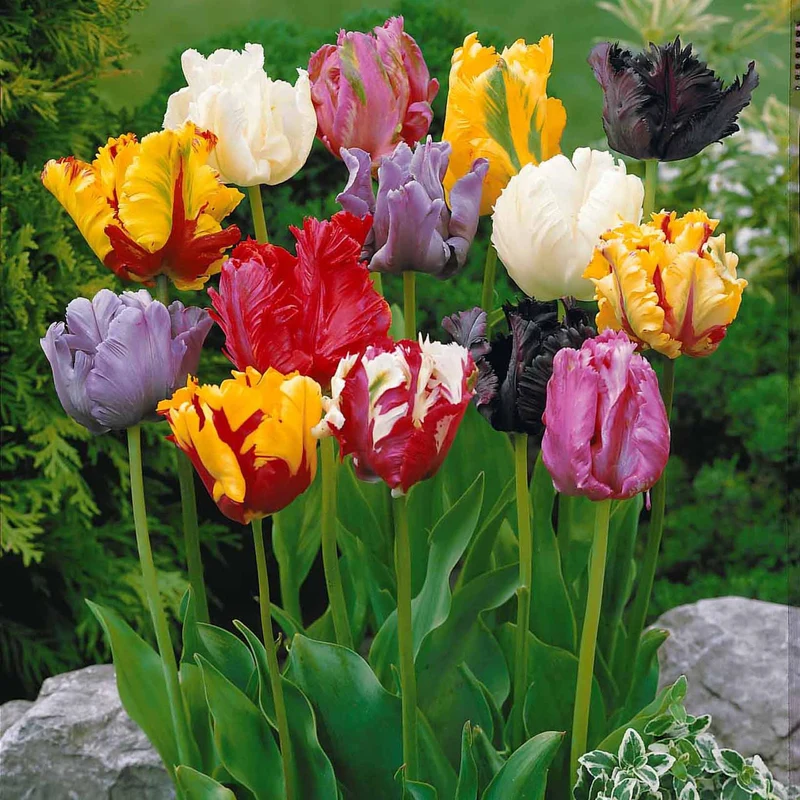 Papagei-Tulpen Mischung (x15)