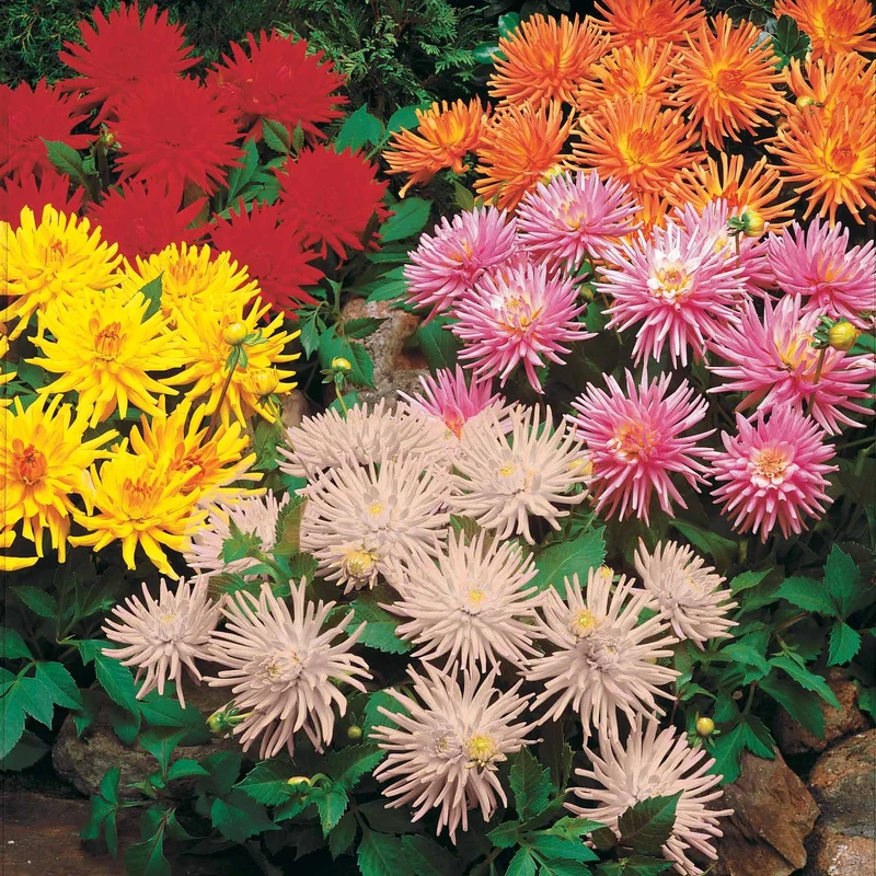 Dahlien Mischung (x5)