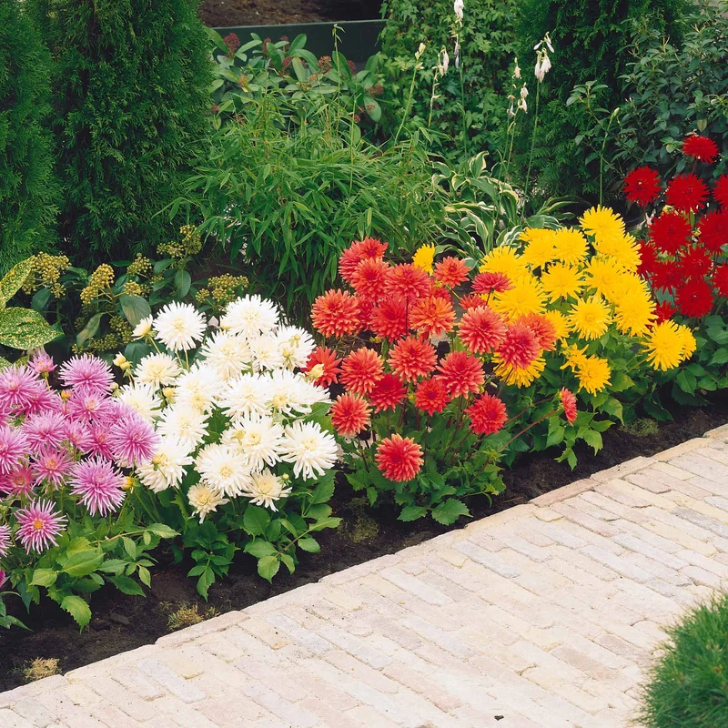 Dahlien Mischung (x5)