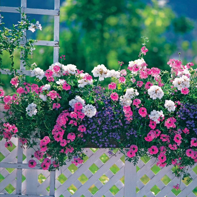Pastell-Blumen Mischung (x3)