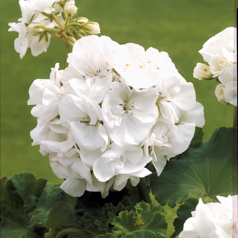 Pastell-Blumen Mischung (x3)