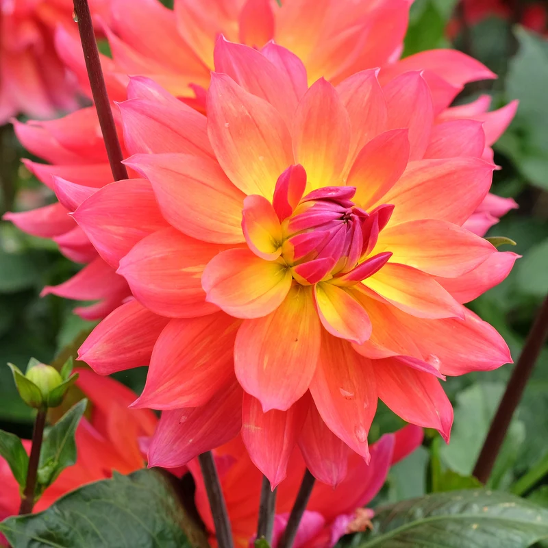 Dahlien Tricolore (x3)