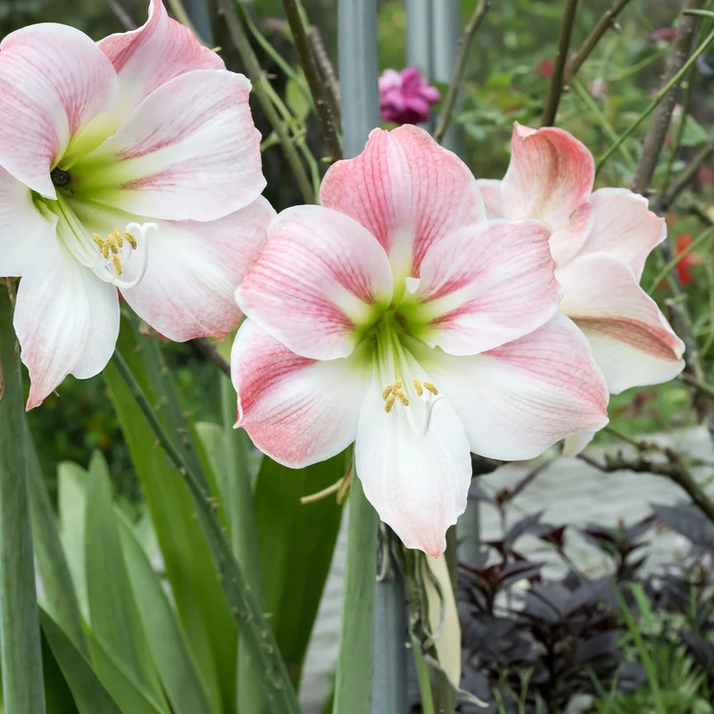 Amaryllis Angelique