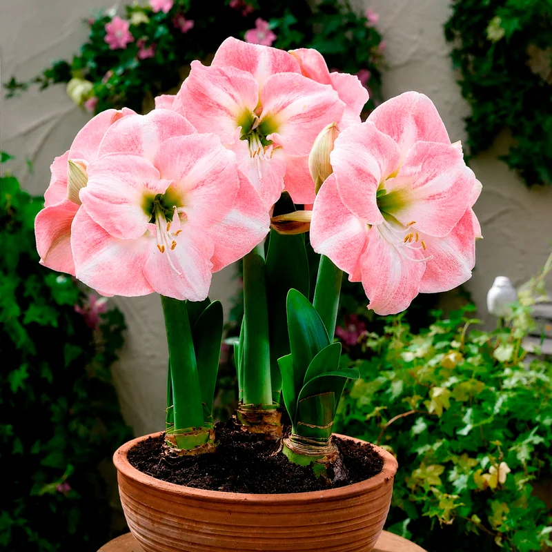 Amaryllis Angelique