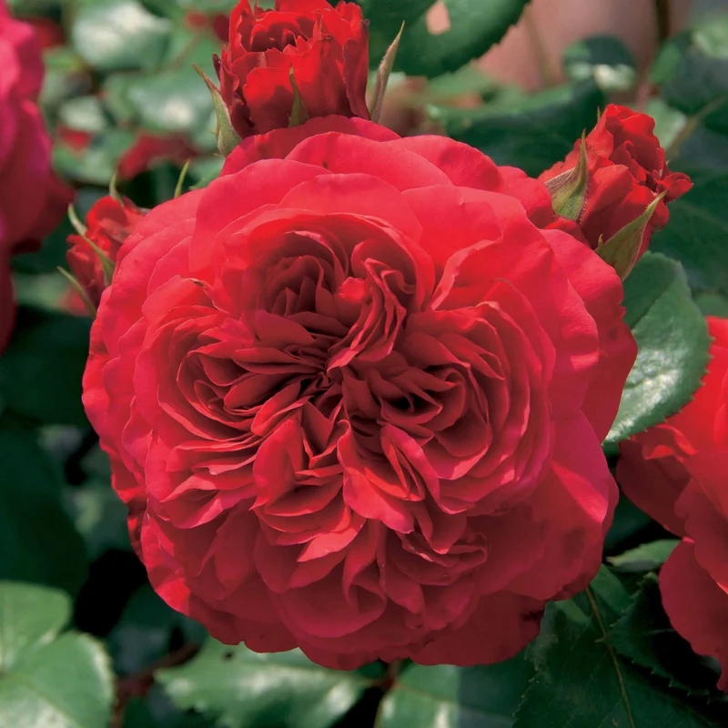 Floribunda-Rose Red Leonardo da Vinci ® Meiangele
