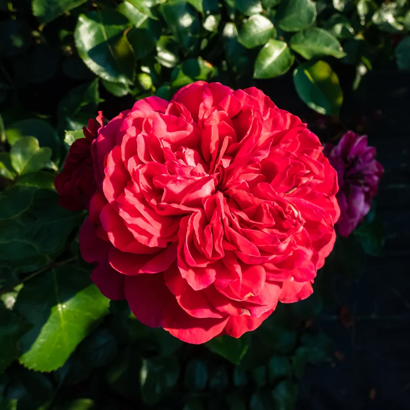 Floribunda-Rose Red Leonardo da Vinci ® Meiangele