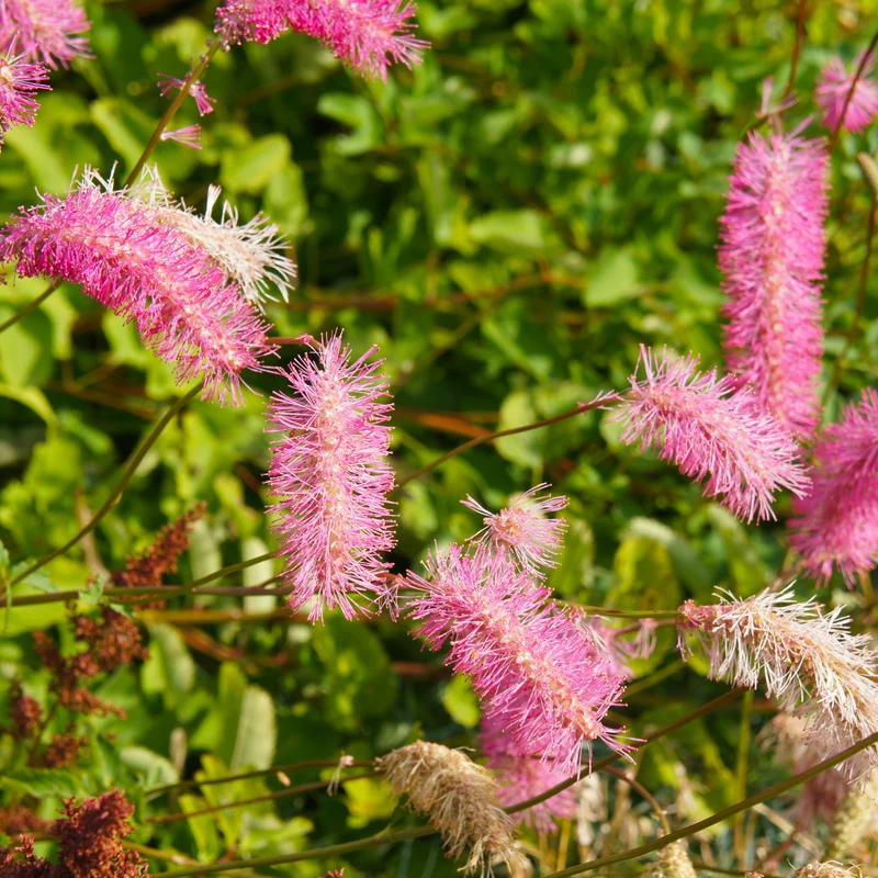 Japanischer Wiesenknopf (x3)