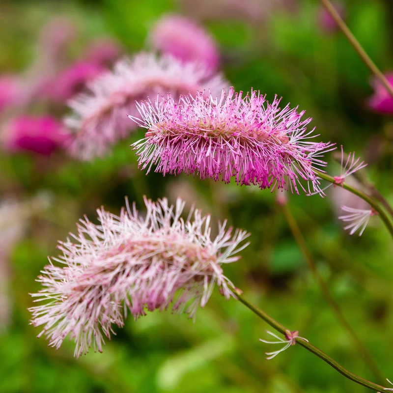 Japanischer Wiesenknopf (x3)