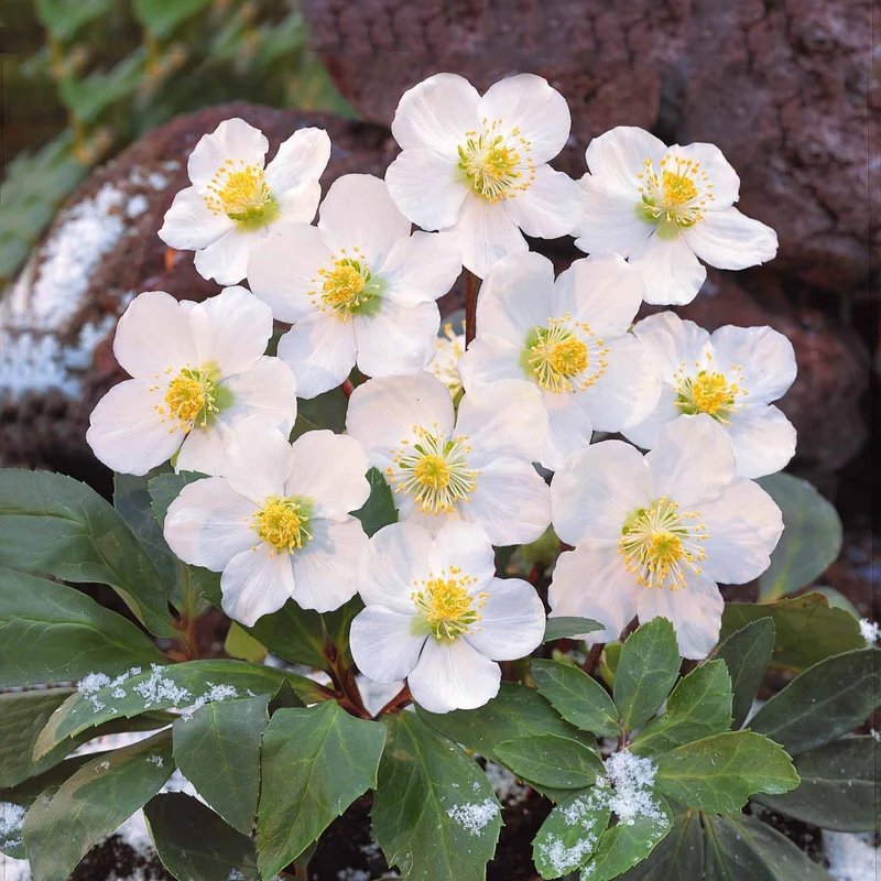Christrose