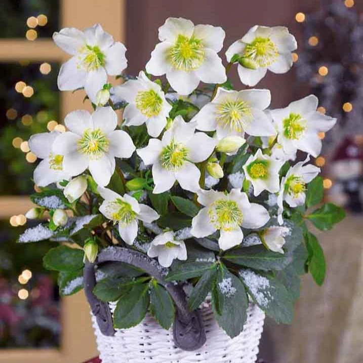 Christrose