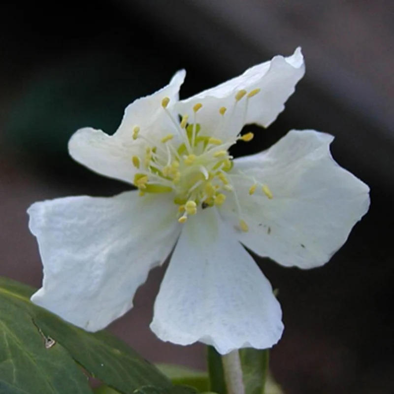 Christrose