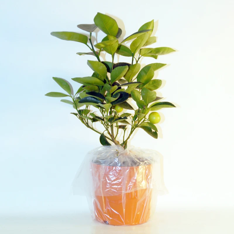 Zitrus-Kollektion Kumquat & Zitronenbaum (x2)