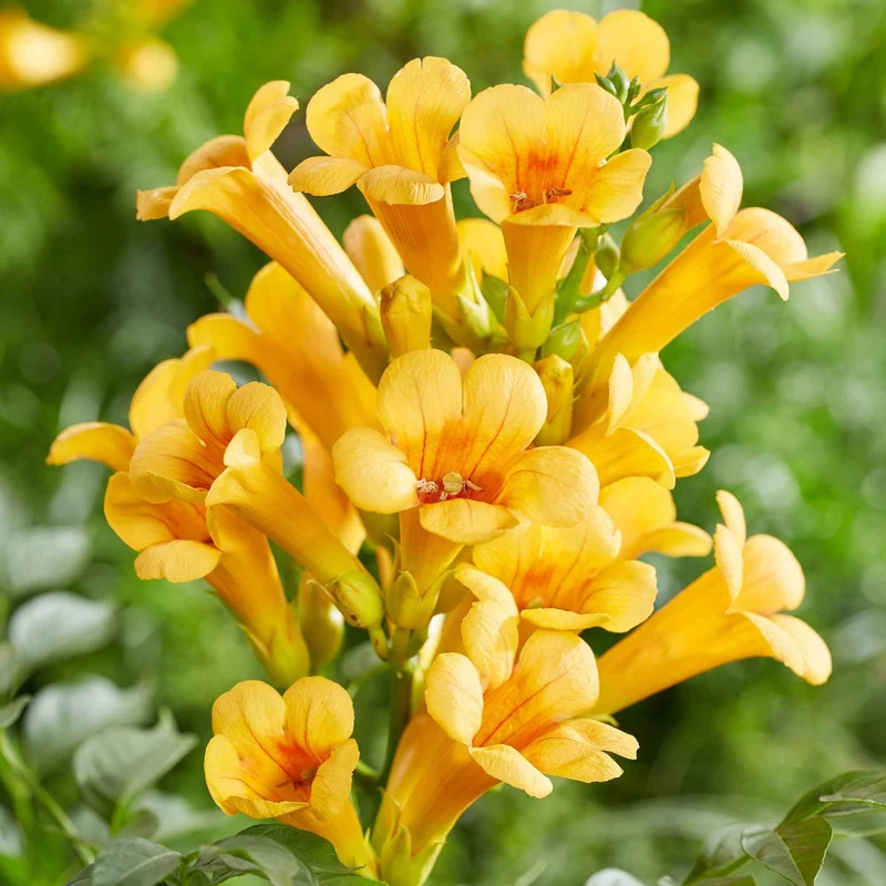 Trompetenblume 'Gold Trumpet'