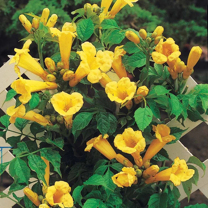 Trompetenblume 'Gold Trumpet'