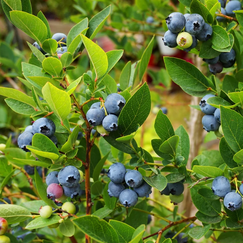 Heidelbeere Vitaminos