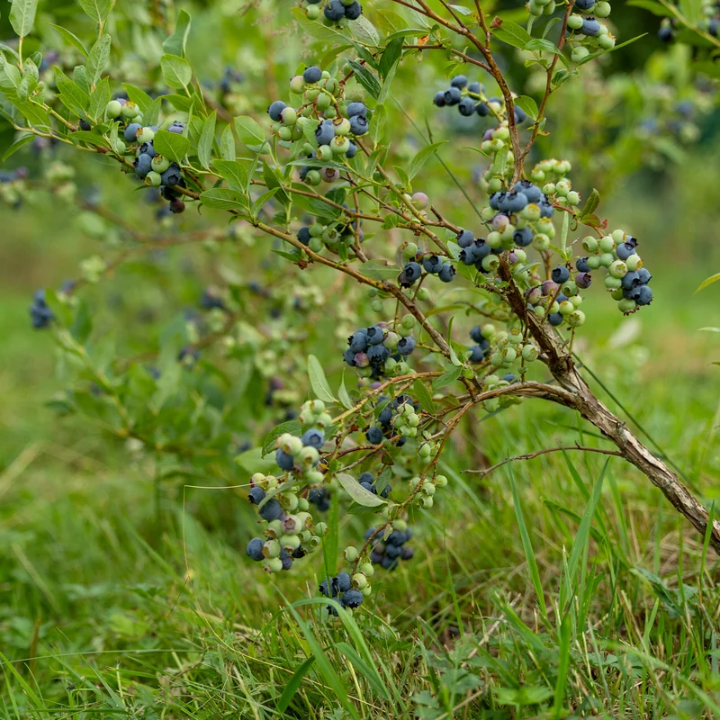 Heidelbeere Vitaminos