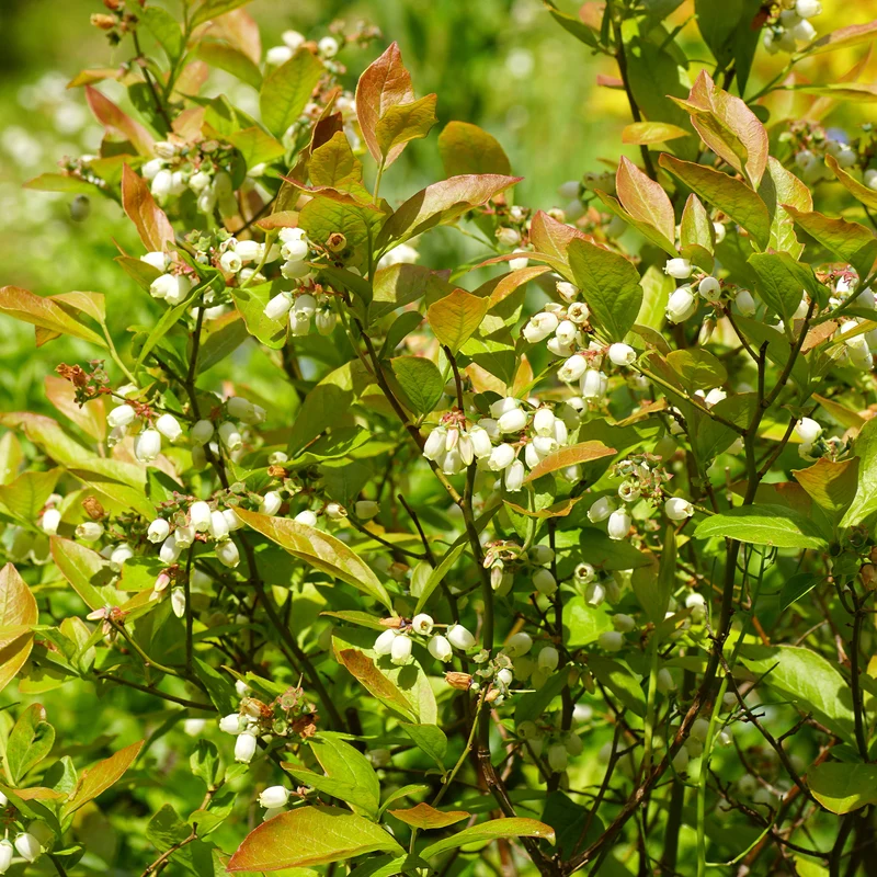 Heidelbeere Vitaminos