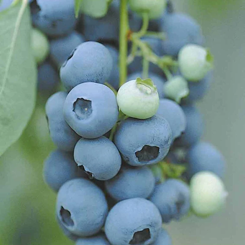 Heidelbeere Vitaminos