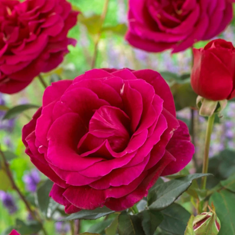Edelrose Oklahoma