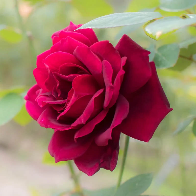 Edelrose Oklahoma