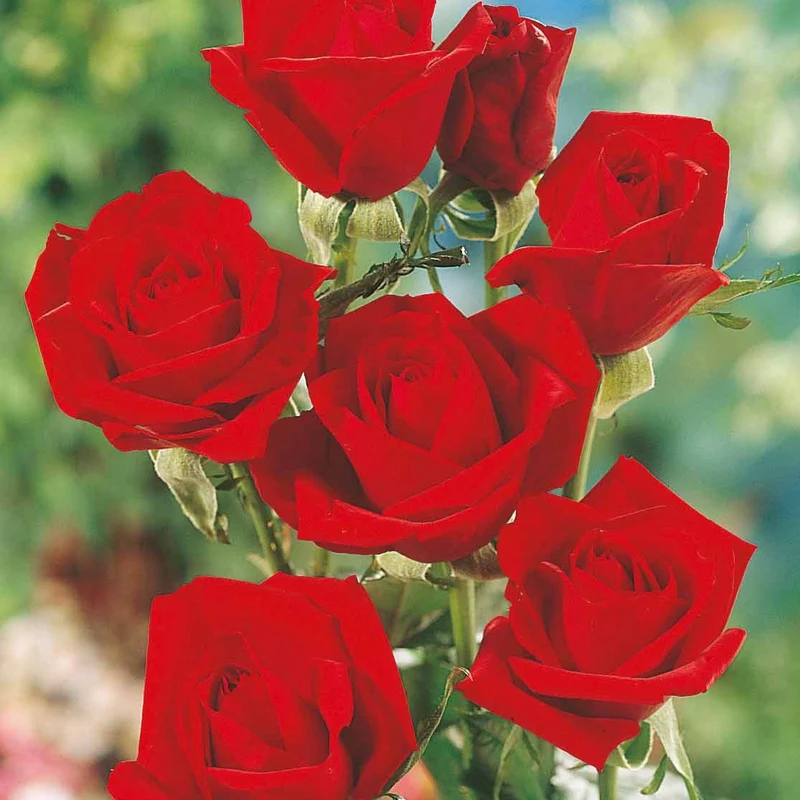 Edelrose Oklahoma