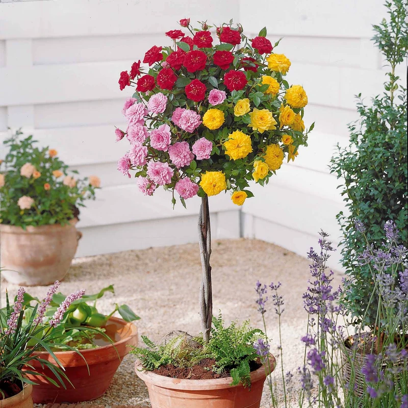 Dreifarbige Mini-Rose auf Stamm